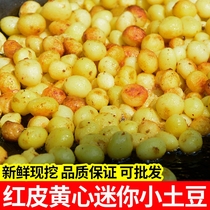 云南高山小土豆新鲜10斤农家自种商用红皮珍珠黄心洋芋入口新土豆
