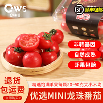 C味番mini龙珠高品质新鲜严选水果小番茄438g礼盒装现摘顺丰包邮