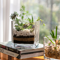 创意水培器皿花瓶摆件透明玻璃缸花盆插花水养鲜花绿萝正方形花器