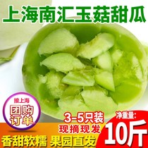 上海南汇玉菇甜瓜10斤新鲜水果现摘当季整箱特产哈香瓜密瓜软糯