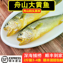 舟山深水大黄鱼2斤装 东海海鲜水产新鲜生态小黄花鱼码头直发