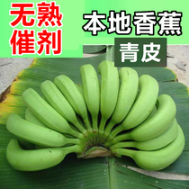 高州遁地雷香蕉广东本地香蕉3/5/10斤新鲜青香甜软糯茂名高脚野蕉