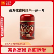 雨林古树茶 2024年1600经典古树红茶 云南高山滇红50g官方正品