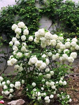 欧洲玫瑰十加仑特大苗  耐寒耐晒庭院大花木绣球 好养活