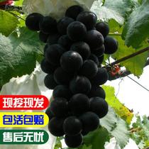 新品种黑加仑葡萄苗黑提葡萄树苗南方北方地栽葡萄苗当年结果