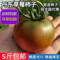 丹东草莓柿子盘锦铁皮柿子绿腚柿子碱地番茄西红柿5斤新鲜水果