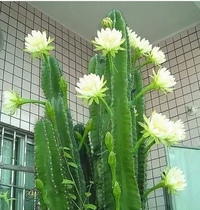 多肉植物龙骨花又名量天尺仙人柱组合净化空气防辐射绿植花卉盆栽
