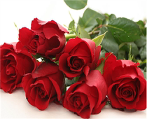 卡罗拉 情人节 红色玫瑰切花 花型杯状 抗病好月季花苗 盆栽阳台