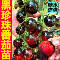 寿光超甜糖水炸弹黑珍珠番茄秧苗带土球黑色樱桃西红柿圣女果种子