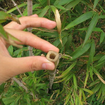 方竹种子野生四方竹十方竹君竹四季常青耐热耐湿寒多年生植物种籽