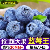 果农奉献现摘新鲜蓝莓水果现摘特大果孕妇宝宝辅食蓝莓鲜单盒70g