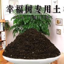 幸福树专用土盆栽土营养土壤通用家用绿植种植土种花泥土有机肥料