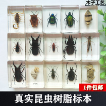 小动物琥珀真昆虫标本树脂蝴蝶甲虫幼儿园手工制作教具摄影 包邮