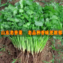 香菜种子大全农家香菜盆栽苗大叶芫荽种四季阳台香菜籽种老品种籽