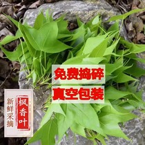 新鲜枫叶 2斤广西黑米饭植物染料枫树叶子香枫叶乌米饭叶现摘现发