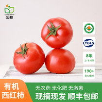旭耕  有机西红柿500g新鲜大番茄沙瓤自然熟生吃水果农家自种顺丰