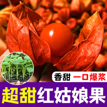 红菇娘果种子灯笼果种籽阳台盆栽浆果甜菇凉果水果种子