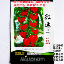 绵蔬红运樱桃番茄种籽早中熟皇族黄番茄种子千禧果小西红柿种籽