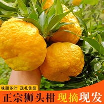 陕西旬阳特产狮头柑丑八怪皇帝柑贡柑橘子新鲜水果桔子现摘5/10斤