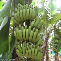 天宝香蕉新鲜水果当季整箱香焦大蕉福建漳州特产青香蕉