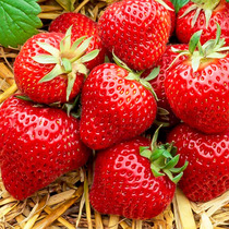 丹东99奶油大草莓种籽四季花种籽子草莓苗种植蔬菜种孑花卉种子