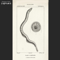 法国1820年代古董雕刻凹版铜版画 博物鱼类图鉴画芯/大七鳃鳗