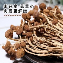 冠辉 茶树菇干货鲜嫩不开伞福建古田特产火锅煲汤食材干锅菌菇