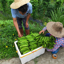 嫩绿海南蔬菜三亚四角豆新鲜采摘热带蔬菜四棱豆龙角豆皇帝豆空运