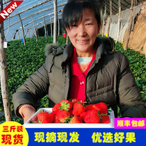 大连庄河红颜丹东99奶油草莓 绿色农产品 孕妇宝宝放心吃