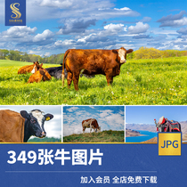 高清JPG牛图片牦牛奶牛水牛公牛黄牛肉牛犊养牛牧场摄影照片素材