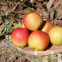 北京平谷红肖梨老品种红甜梨子新鲜应季水果5斤大果整箱包邮现摘