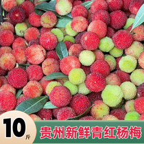 青红杨梅鲜果泡酒专用10斤贵州特产新鲜水果现摘野杨梅酸扬梅洋梅