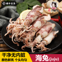新鲜海兔子juju500g鲜活笔管鱼墨鱼仔不带籽温州特产海鲜水产品