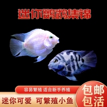 迷你鹦鹉鱼活体白金宝蓝鹦鹉成对短鲷鱼易繁殖好养耐活小型鱼活体