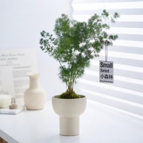 乐可植物 蓬莱松苔藓球盆栽水培绿植办公室内客厅桌面小盆景北欧