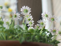 【植物致】日本原生小雏菊‘黛西’Pebilian Daisy 超小花 超可爱