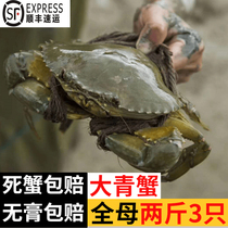 广州南沙青蟹鲜活全母特大超大红膏母蟹海鲜黄油螃蟹红鲟2斤发3只