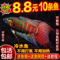中国斗鱼活鱼活体普叉巨普耐养的观赏鱼菩萨鱼花手巾耐活鱼冷水鱼