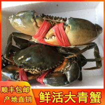 渔民大<em>青蟹</em>1斤装1-2只野生海蟹大螃蟹肉蟹红鲟鲜活海鲜包邮顺丰