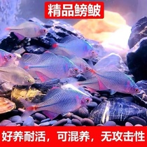 好养淡水观赏鱼鳑鲏鱼七彩石旁皮除藻冷水鱼活体小型鱼苗原生群游
