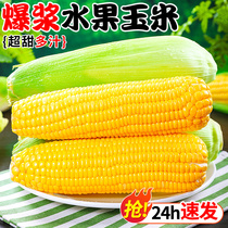 水果玉米新鲜甜嫩玉米10斤现摘爆浆牛奶生的玉米棒子金银蔬菜包邮