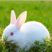 兔子活体宠物小白兔肉兔新西兰家兔活物比利时兔花巨兔种兔苗包邮