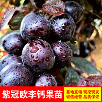 紫冠欧李钙果树苗盆栽地栽钙果新品种欧李钙果苗南方北方种植结果