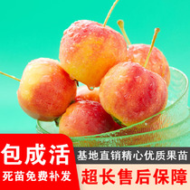 黄太平小苹果沙果树苗盆栽地栽东北耐寒海棠太平果南北方种植结果