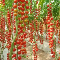 春秋瀑布小番茄种籽种子苗孑 圣女果樱桃西红柿四季盆栽果树蔬菜