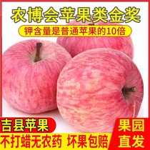 山西吉县苹果新鲜当季壶口苹果正品冰糖心正宗水晶红富士水果脆甜