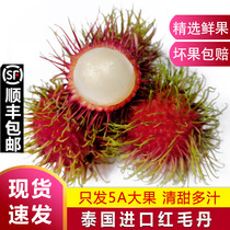 歌慕 泰国进口红毛丹 毛荔枝东南亚当季新鲜热带水果包邮