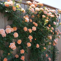 甜梦月季花苗盆栽 带花苞 四季开花 浓香 阳台庭院爬墙花卉植物