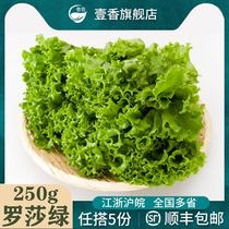 壹香 罗莎绿250g 新鲜绿叶花叶生菜生吃沙拉蔬菜西餐食材轻食配菜