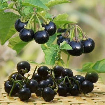 紫黑色龙葵种子农家黑悠悠黝黝水果四季果苗盆栽黄种籽孑龙葵果
